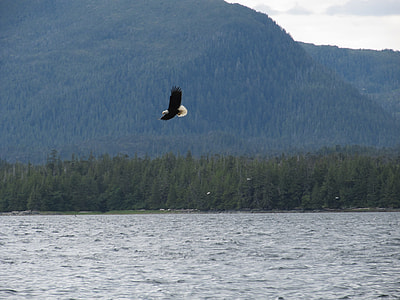 black and white flying bird under blue and white sky at daytime thumbnail