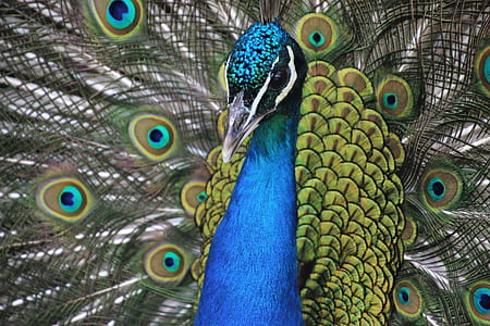 bird, pattern, animal, zoo thumbnail
