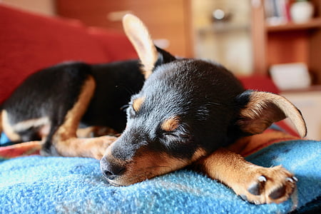 black and tan puppy lying on blue textile thumbnail