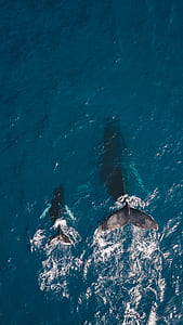 two dolphin swimming on body of water thumbnail