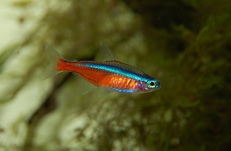 orange and blue fish closeup photography thumbnail