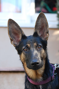 bi-color German Shepherd with purple collar at daytime thumbnail