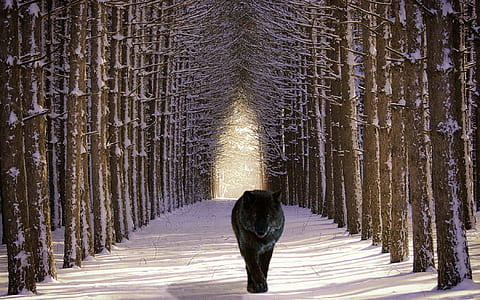 black and gray wolf walking on gray path thumbnail