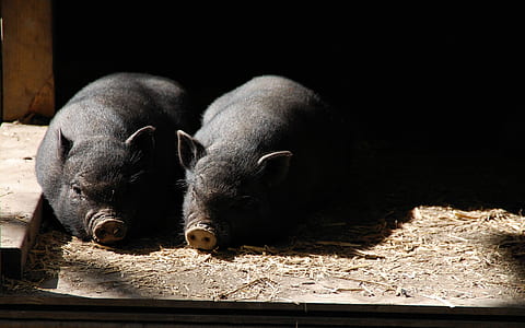 two black wild boars thumbnail
