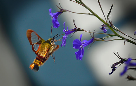 Butterfly, Hummingbird Sphinx Moth thumbnail