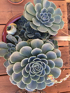 green succulent plant in plant pot thumbnail