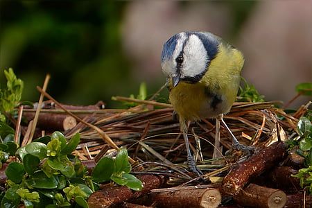 black and yellow bird thumbnail