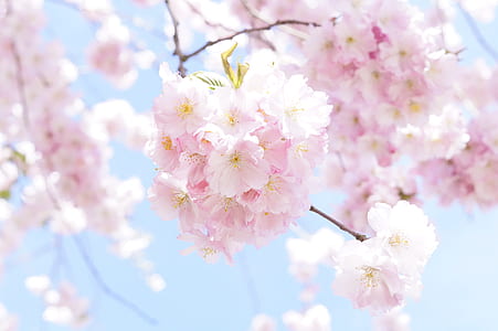 focus photography of pink petaled flowers thumbnail