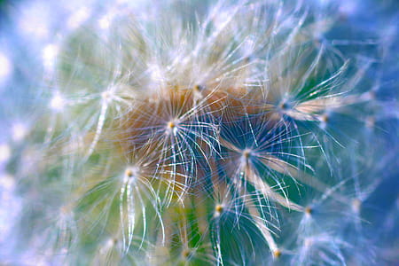 White Dandelion Flower thumbnail