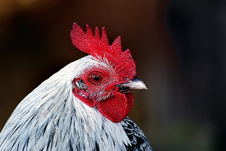 selective focus photography of white and black chicken thumbnail
