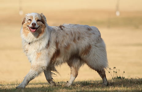 adult white and brown Border collie walking on grass field during daytime thumbnail