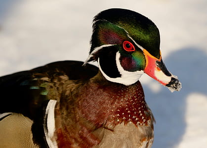 selective focus photography of multicolored duck thumbnail