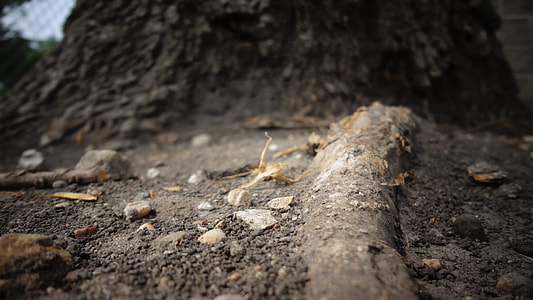 shallow focus photography of tree roots thumbnail
