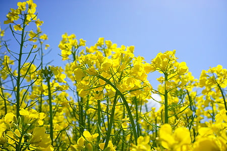 yellow flowers thumbnail