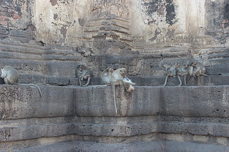 group of primates on gray concrete surface thumbnail