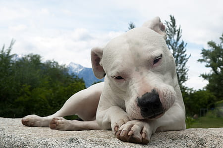 white dog lying on gray pavement at daytime thumbnail