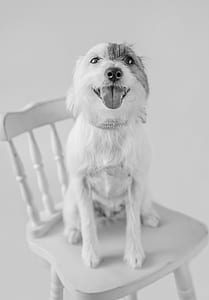 grayscale photo of long-coated dog on top of chair thumbnail