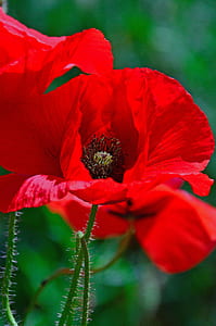 close-up photography of red poppy flower on bloom thumbnail