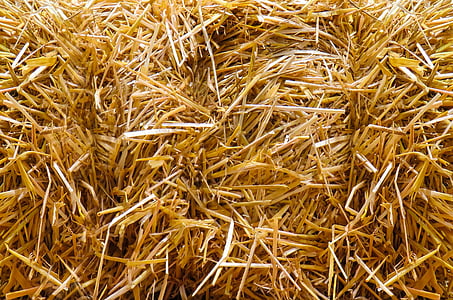 close-up photography of brown hay thumbnail