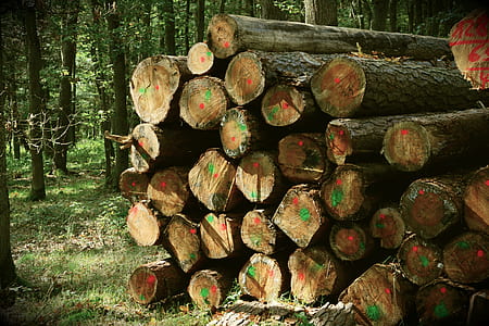 log near trees at daytime thumbnail