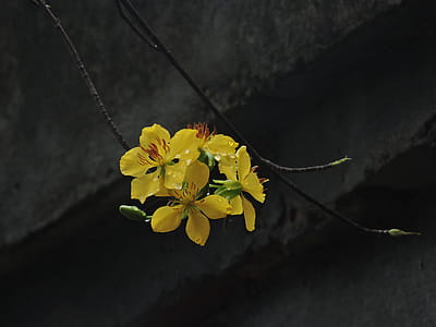 Yellow Flowers thumbnail