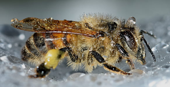 honeybee closeup photography thumbnail