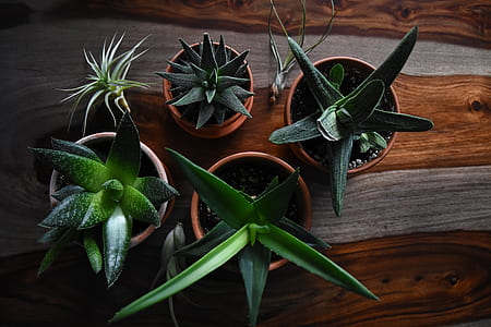 five assorted succulent plants on pots thumbnail