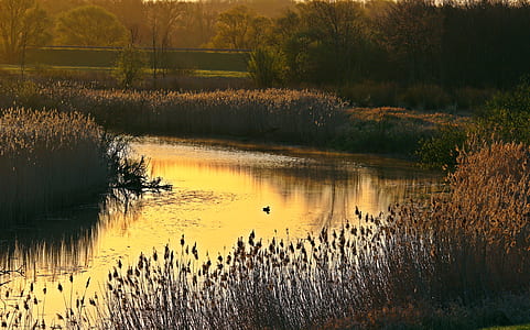 Flowing Water in a Riverside Near Brown Grass thumbnail
