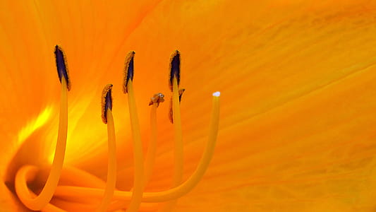 Orange day lily flower parts macro during summer time in Rutgers Garden NJ USA thumbnail