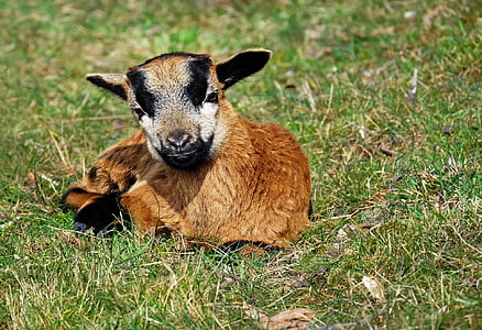 brown and black kid goat lying on green grass thumbnail