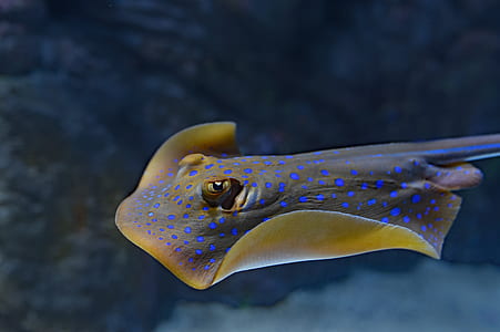 close view of brown and blue sting ray thumbnail