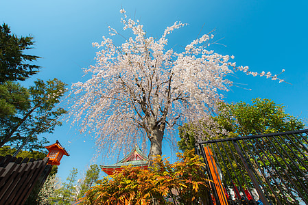 low-angle photo of cherry blossom tree beside metal gate under blue sky during daytime thumbnail