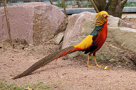 yellow, red, and black bird standing thumbnail