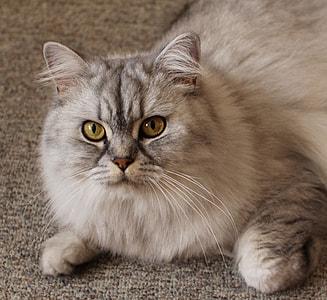 Silver Persian cat on gray textile thumbnail