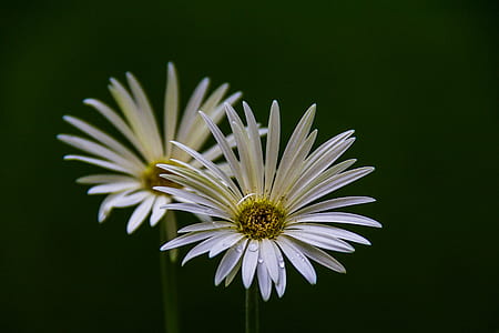macro photography of two white daisy flowers thumbnail