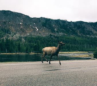 brown deer under sunny sky thumbnail