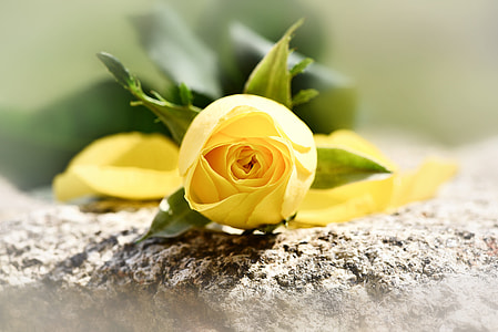 yellow rose flower on brown concrete pavement thumbnail