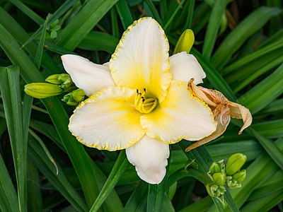 white and yellow petaled flower thumbnail