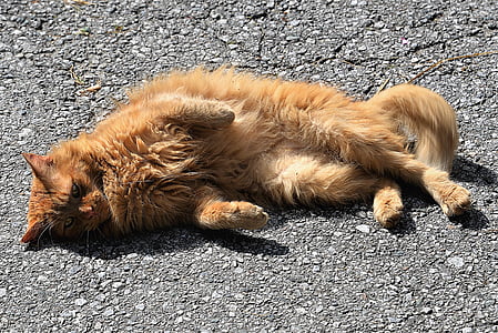 orange cat lies on grey concrete panel thumbnail