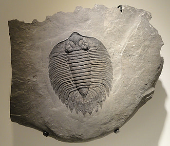 gray emboss rock decor thumbnail
