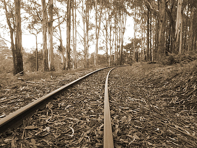 deserted train tracks with dried leaves all around it thumbnail