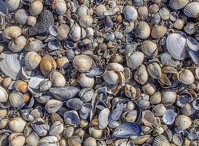 assorted seashells thumbnail