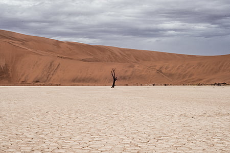 naked tree on barren desert under cloudy sky thumbnail