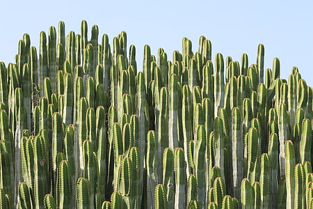 green cacti under clear blue sky thumbnail