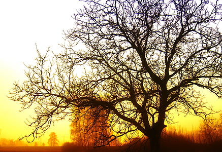 leafless tree thumbnail