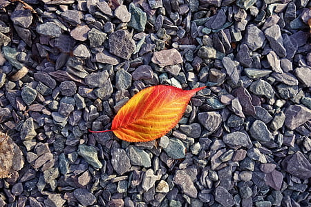 leaf on gray rocks close-up photo thumbnail