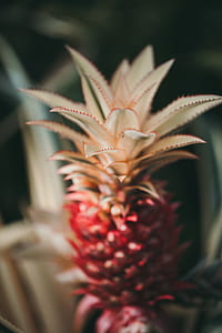 selective focus of red pineapple thumbnail