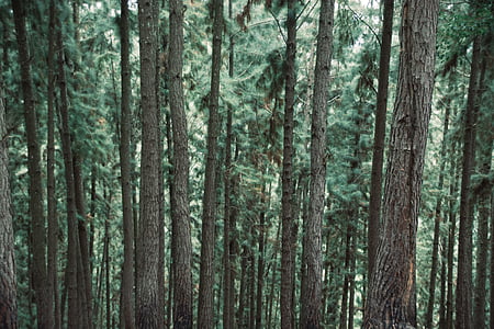 green trees on forest thumbnail