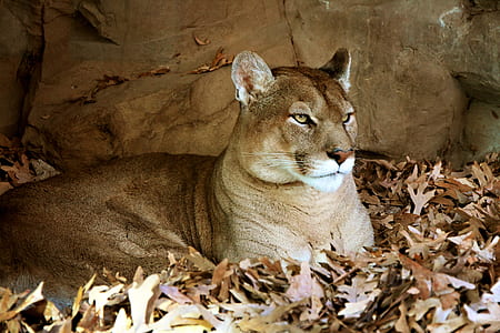 puma resting on brown withered leaves ground thumbnail