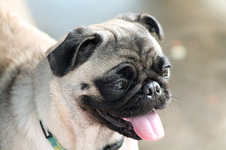 fawn pug wearing green collar thumbnail
